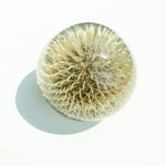 Botanical Paper Weights