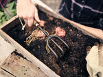 Cultivator Hand Tool