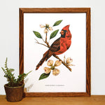 Northern Cardinal Print