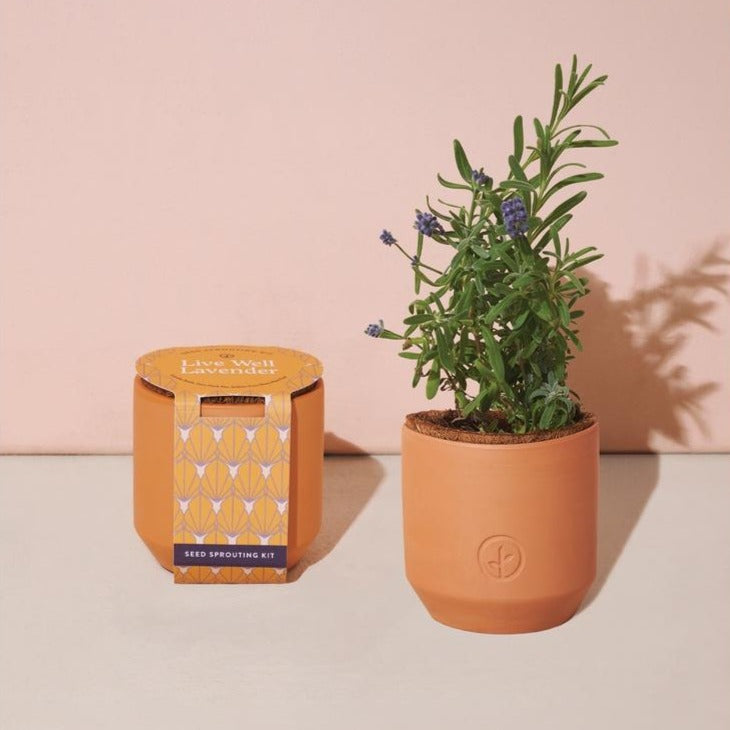 Tiny Terracotta Grow Kit